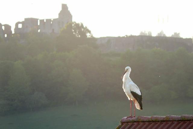 WIE EIN WCHTER