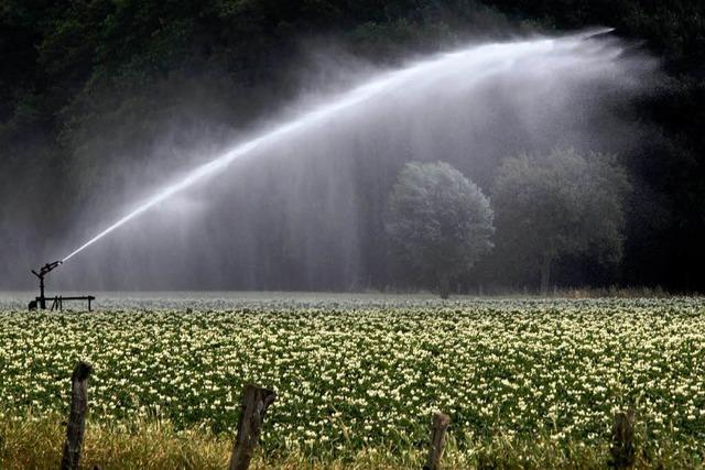 Der trockenste Juni seit Jahren – Landwirte hoffen auf Regen