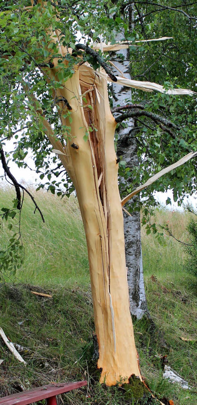 Die Kraft des Blitzeinschlags hat die Birke gesprengt.   | Foto: C. Maier