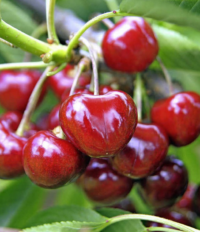 Gesundes wohlschmeckendes Obst, wie man es sich wnscht.   | Foto: bamberger
