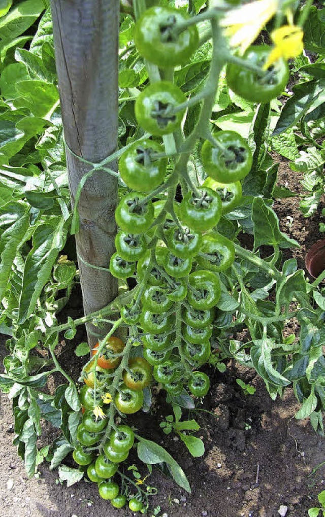 Tomaten sind zu Recht ein Klassiker im Garten.    | Foto: huber