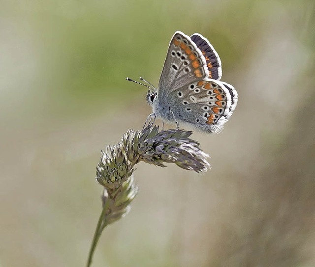   | Foto: Wolfgang Speer
