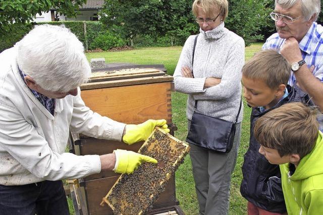 Bienen fliegen bis zu Tempo 30