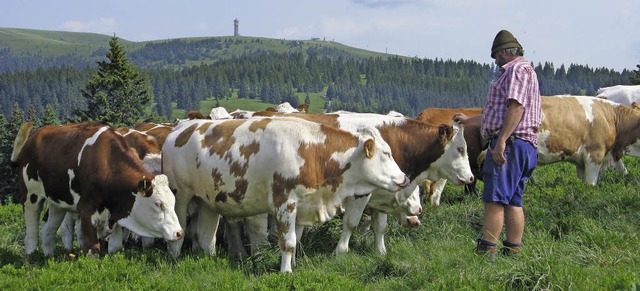 Mit Blick zum Seebuck (Hintergrund) un... Herzogenhorn wieder eine Sommerweide.  | Foto: Ulrike Spiegelhalter