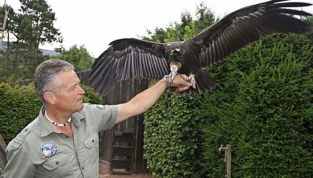 Stolzer Neuzugang im Vogelpark: Falkne... seltenen Kappengeier. Foto: Ines Bode  | Foto: Ines Bode