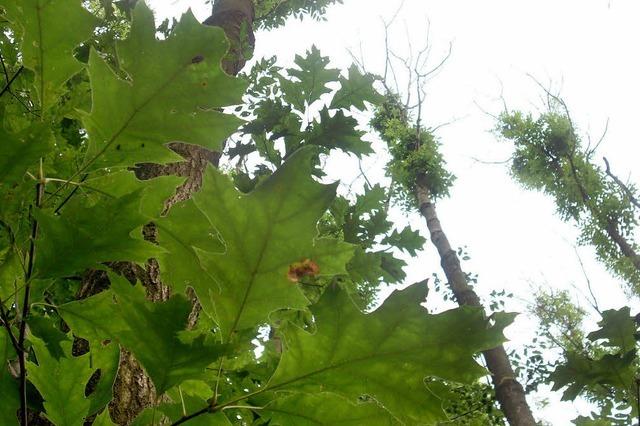 Ein Baum stirbt aus