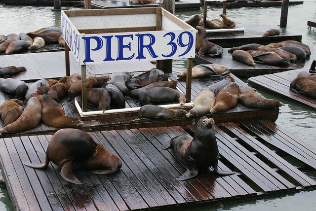 So sieht Pier 39 normalerweise aus, doch momentan ist er verwaist.   | Foto: W. Grabherr