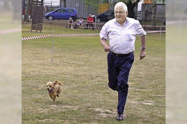 Ein Windhund siegt beim Pudelrennen