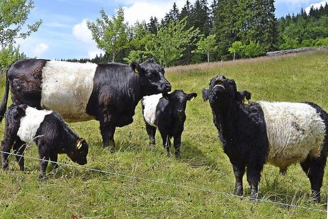 Rinder mit Bauchbinde