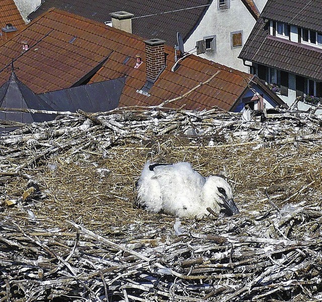 Nur ein Jungstorch hat im Nest auf dem...rche berlebt. Er wurde jetzt beringt.  | Foto: feuerwehr