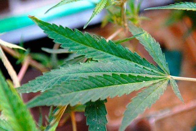 Kranke wollen Cannabis anbauen – Kauf zu teuer