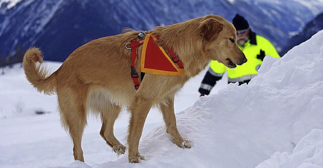 Ein Lawinenhund bei der Arbeit.   | Foto: bz