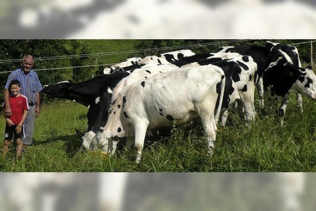 Rinder-Urlaub auf dem Bauernhof