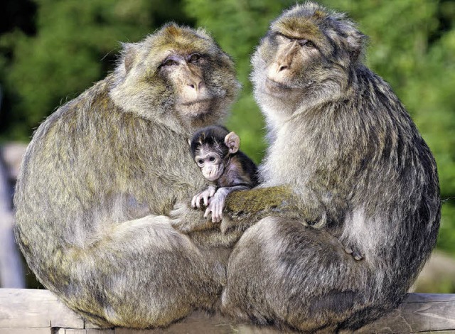 S: Affen schtzen ihr Baby.  | Foto: PR affenberg