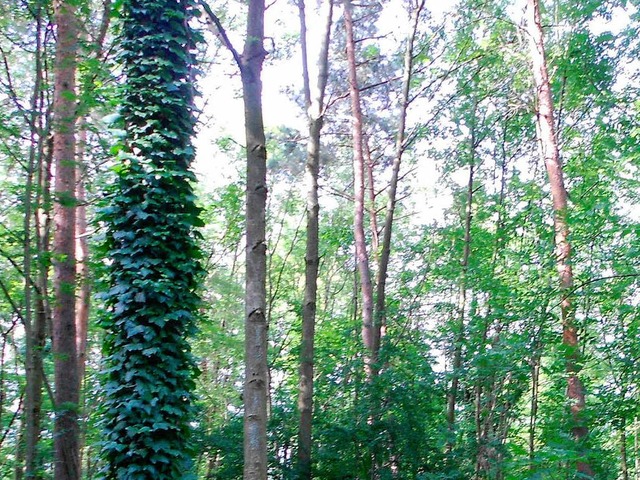 Ein Streifen des Walds msste fr den ...weichen &#8211; was manchem missfllt.  | Foto: Victoria Langelott