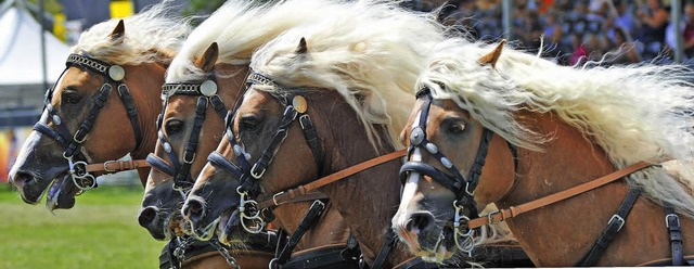 Blonde Mhnen mit Schaum vor dem Mund:...che Norikerpferde bei der Eurocheval    | Foto: Patrick Seeger (dpa)