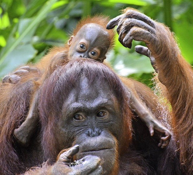 Wer wei, wie liebevoll sich Orang-Uta... sie ein Plschtier nicht rausrcken.   | Foto: AFP
