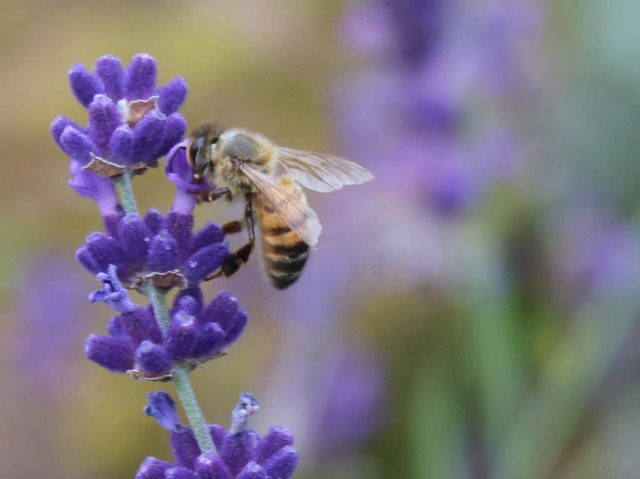 Bienen in Gefahr: Milben und Pflanzens...el machen den Bienen das Leben schwer.  | Foto: Anja Bertsch