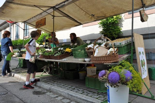 Fotos: Kaiserstuhl-Tuniberg-Tage in Ihringen