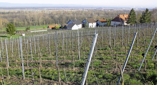 Im Baugebiet Weingarten soll Wohnbebau...en. Jetzt konkurrieren zwei Konzepte.   | Foto: jutta schtz