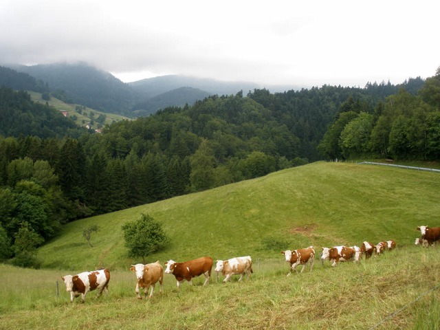 Das Offenhalten der Landschaft, vor al...stung  der Viehhalter nicht denkbar.    | Foto: Kanmacher