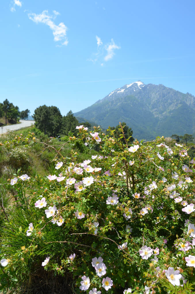 Blick auf die Berge (Monte d’Oro) bei Vizzavone