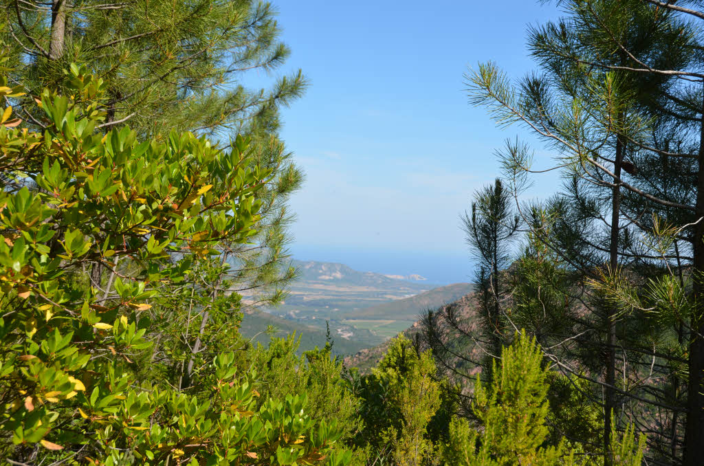 Blick aufs Meer aus dem Wald von Bonifato