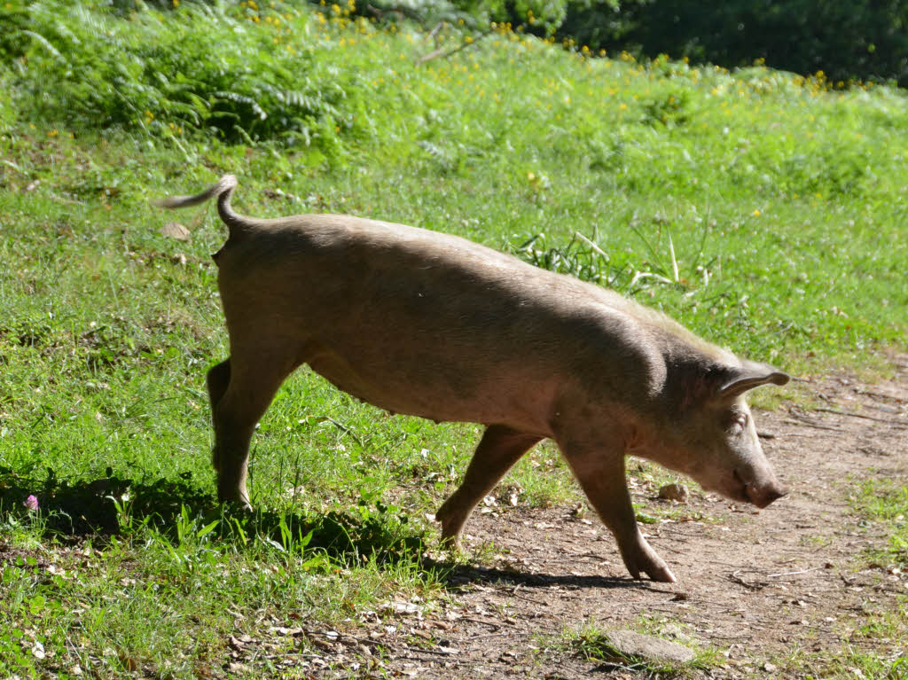 Schweinhaltung auf Korsika