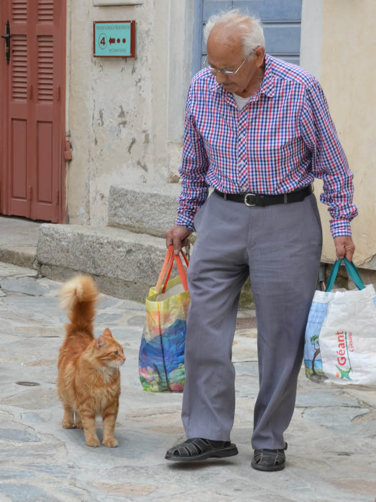 Will doch nur schmusen: Katze in Calvi