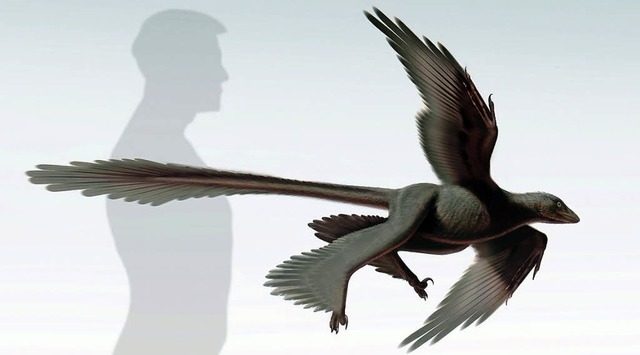 Das Bild zeigt eine Illustration des Changyuraptor yangi   | Foto: DPA