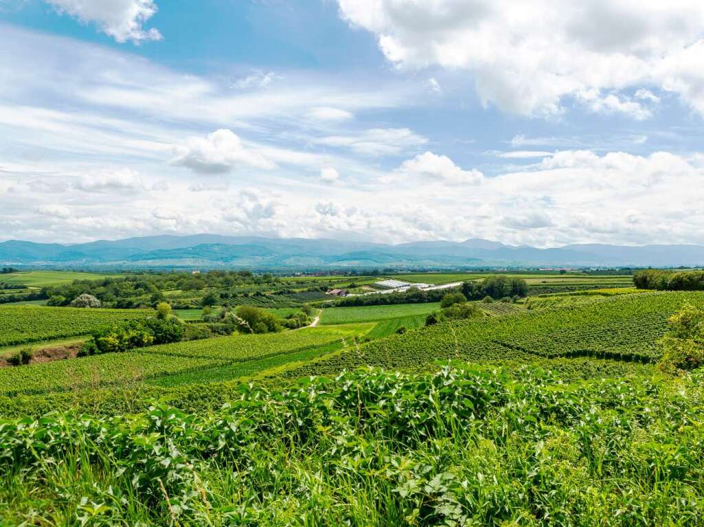 Zwischen Vogesen und Schwarzwald: der Tuniberg bei Freiburg