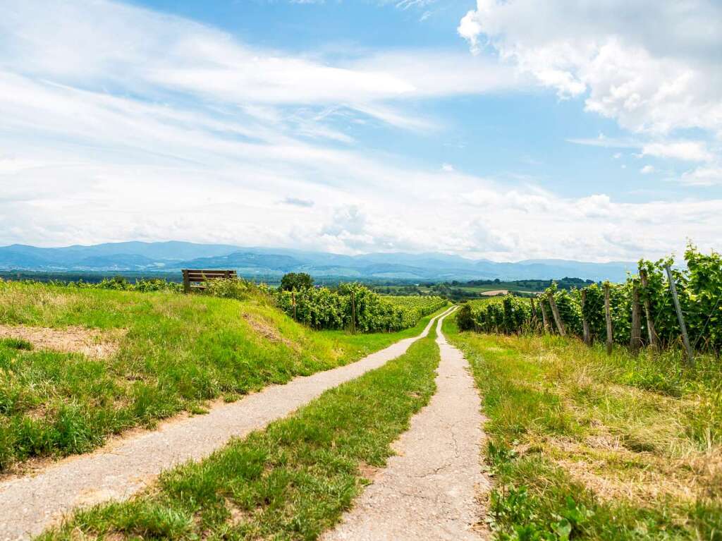 Zwischen Vogesen und Schwarzwald: der Tuniberg bei Freiburg