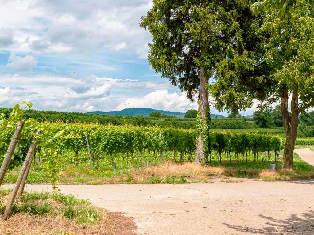 Zwischen Vogesen und Schwarzwald: der Tuniberg bei Freiburg