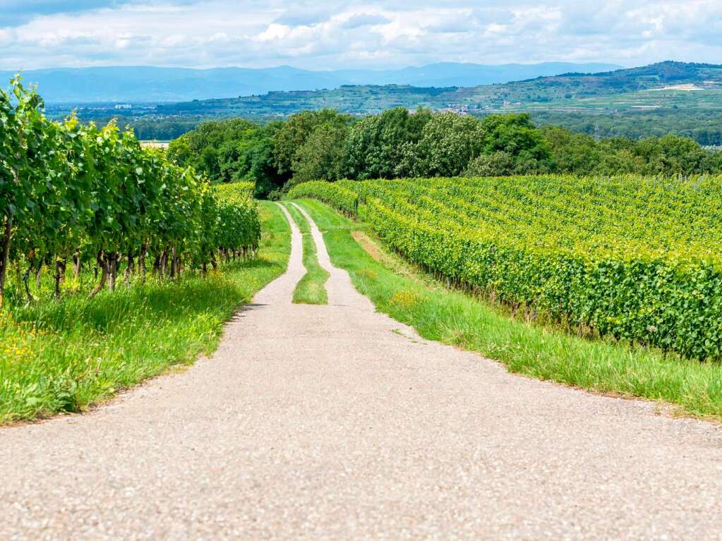 Zwischen Vogesen und Schwarzwald: der Tuniberg bei Freiburg