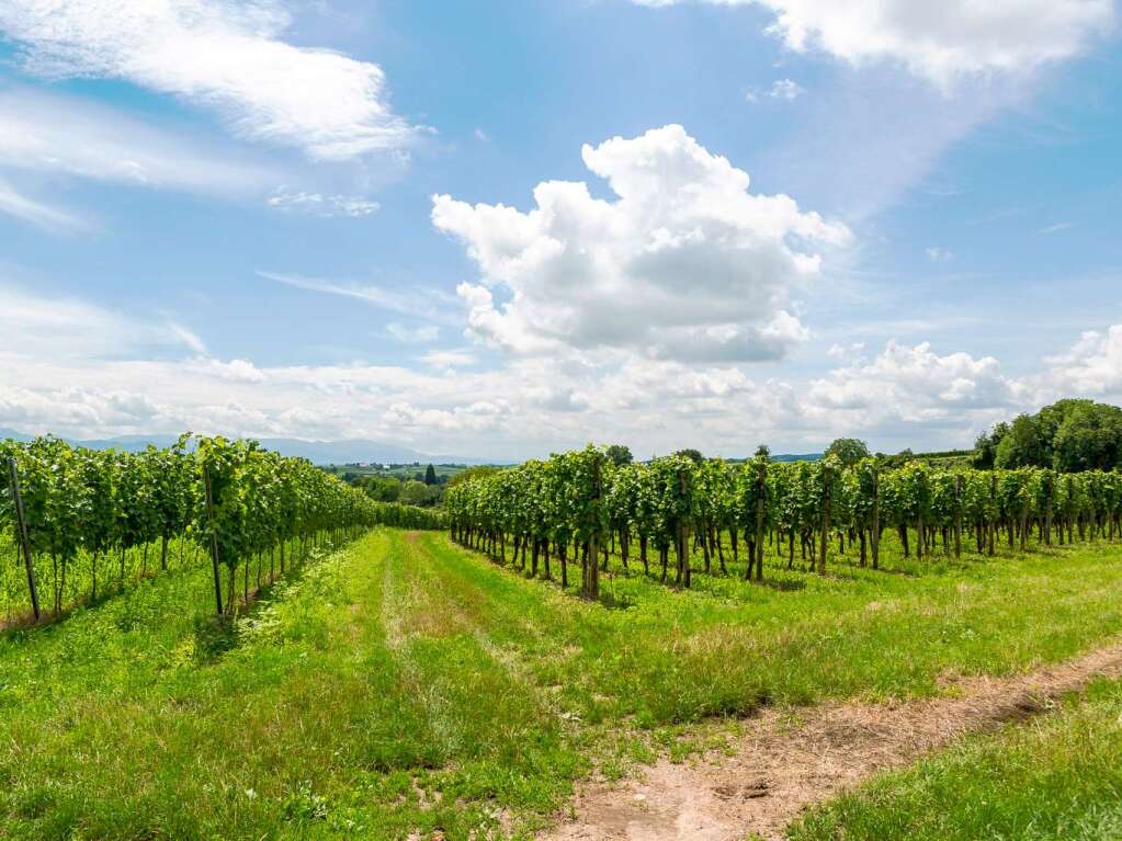 Zwischen Vogesen und Schwarzwald: der Tuniberg bei Freiburg