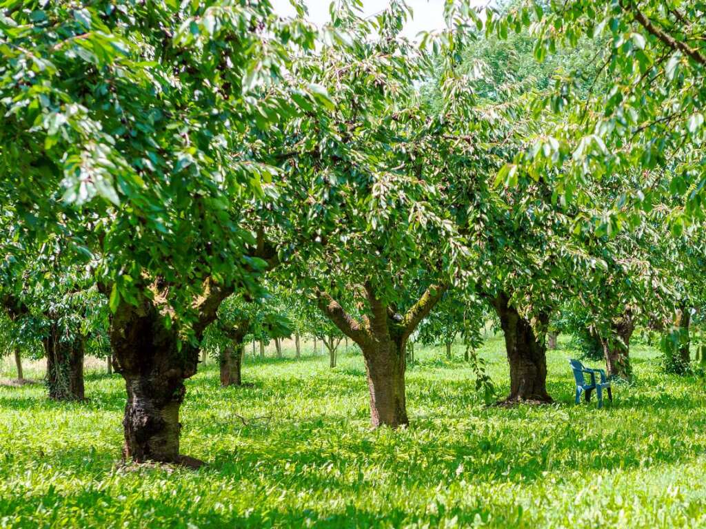 Zwischen Vogesen und Schwarzwald: der Tuniberg bei Freiburg