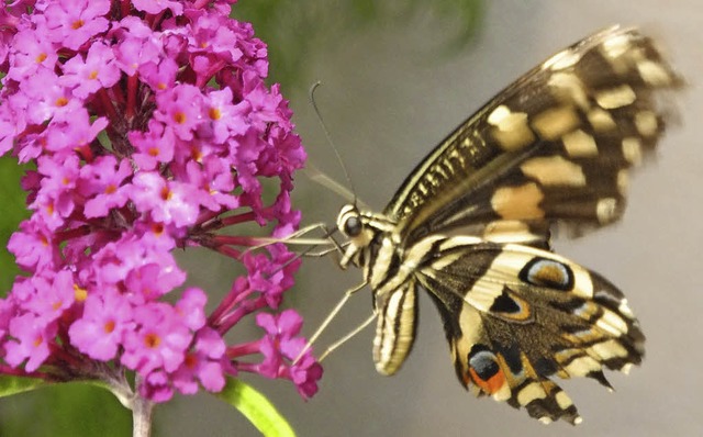 Dieser Schmetterling findet Nahrung an bunten Blten.   | Foto: Sophia Hesser