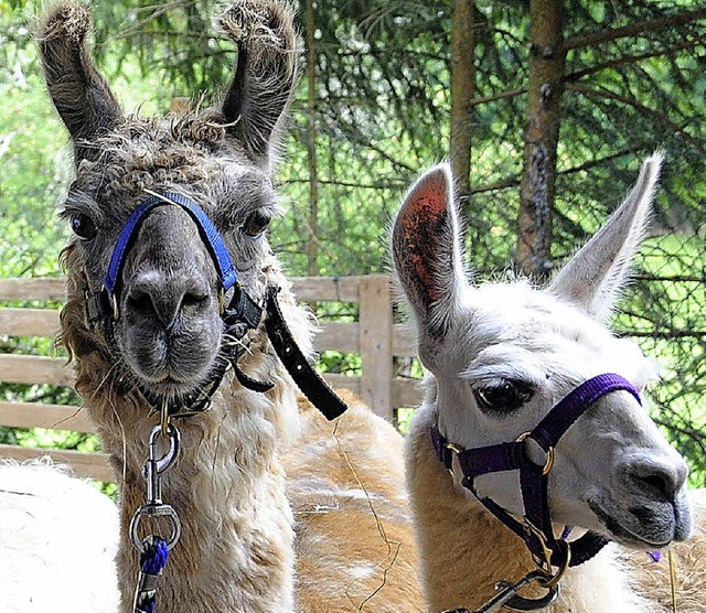 Mgen Kinder richtig gern: die Lamas, die beim Ferienprogramm mitmachen.   | Foto: Bergmann