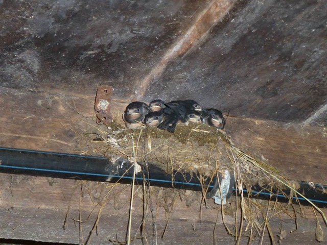 Kinderstube im Stall mit sechs Rauschwalben  | Foto: Peter Stellmach