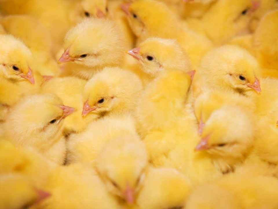 Sie sollen leben.  | Foto: colourbox