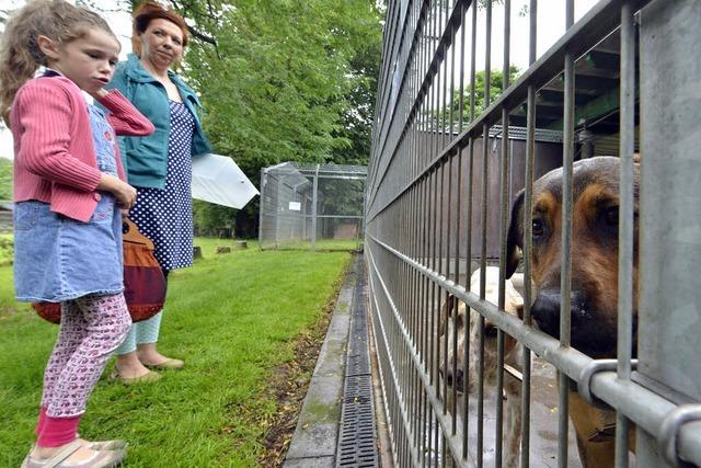 Sommerfest im Tierheim: Einnahmen flieen in Renovierungen