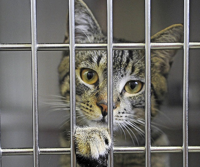 Knnen Fundkatzen auch in Zukunft in B...  derzeit nicht nur die Gemeinderte.   | Foto: DPA