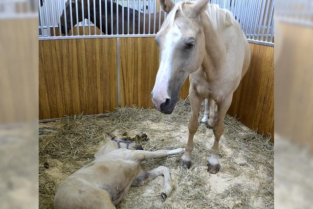 Auf das Pferd gekommen