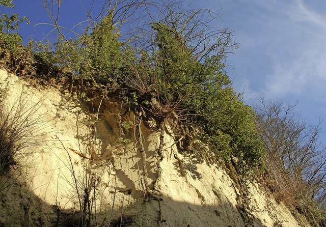 Freiliegende Wurzeln an der Lsswand zeigen, wo Boden abgesprengt wurde.   | Foto: Archivfoto: Hans-Jrgen Trul