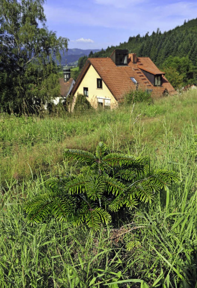 So klein &#8211; und muss schon auswan...m Herbst ins Wagensteigtal verlagert.   | Foto: Kunz