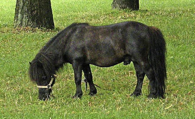 Dieses Pony aus der Schweiz durfte aus...se auf dem Weinfestgelnde nchtigen.   | Foto: privat