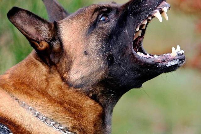 Hund beißt zu 6. Mal zu – Halterin akzeptiert Geldstrafe