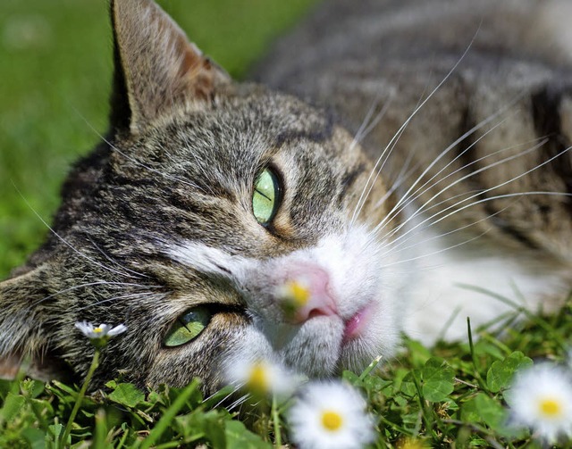 Um Katzen geht es erst in zweiter Lini...t des Katzenhauses Minka entscheidet.   | Foto: DPA