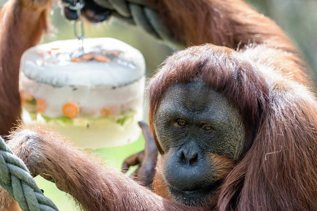 Ein Basler Orang-Utan mit vereisten Gemsen- und Frchtestcken.  | Foto: Zoo Basel