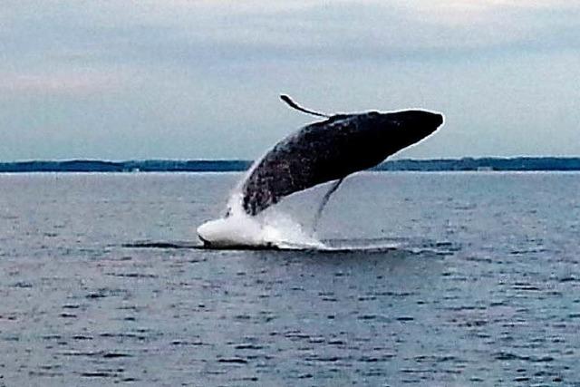 Buckelwalrtsel in der Ostsee ist gelst